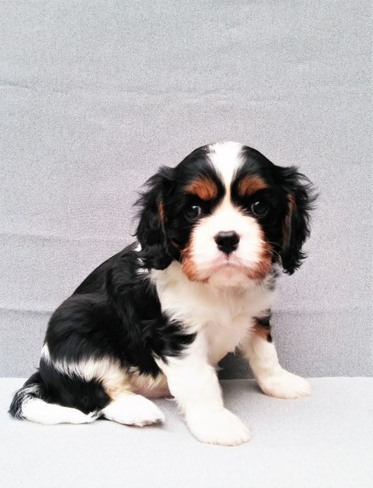 Чарльз Кинг спаниель