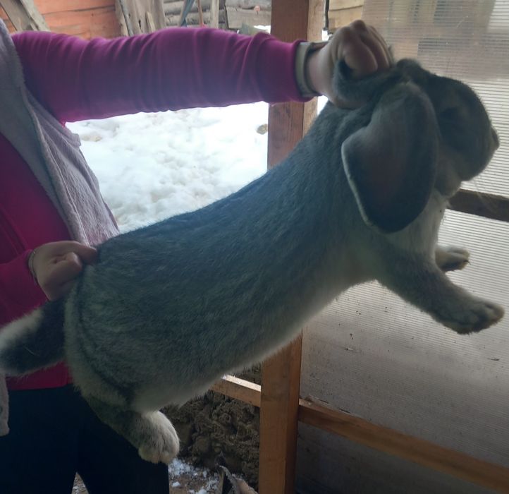 Iepure Berbec German