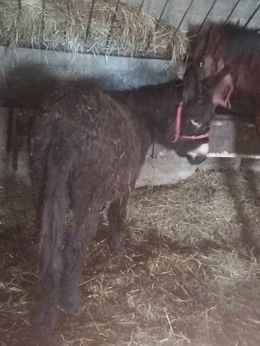 Vand un magar de 2 ani