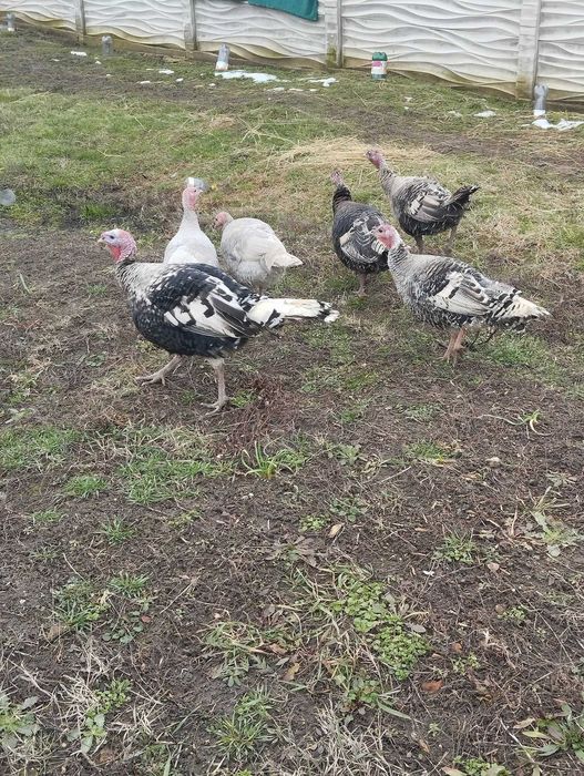 Pasari de curte curci