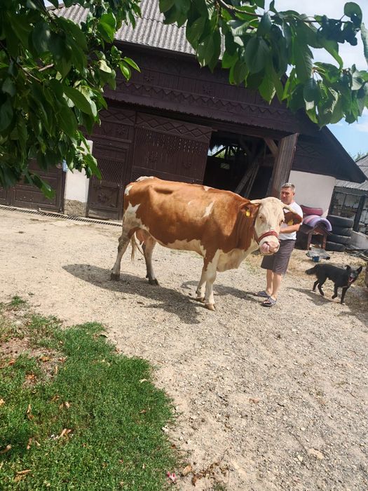 Vând vaca bălțată romanesc