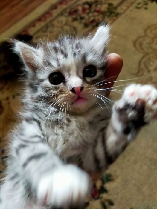 Шотландские котята