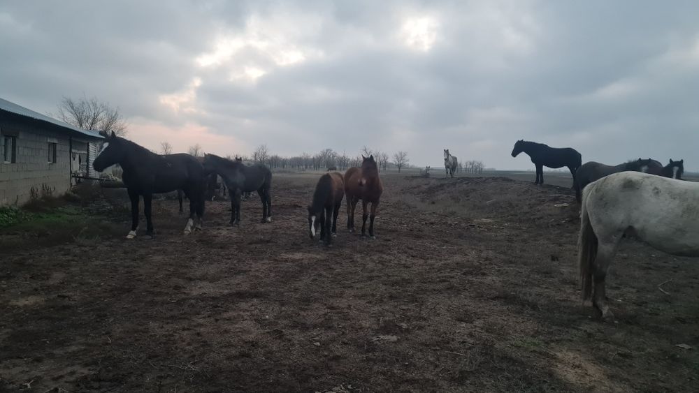 жылқы (бие, жабағы)  - лошади