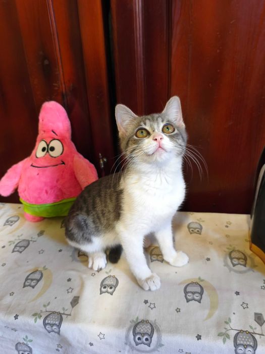 Котенок ласковый