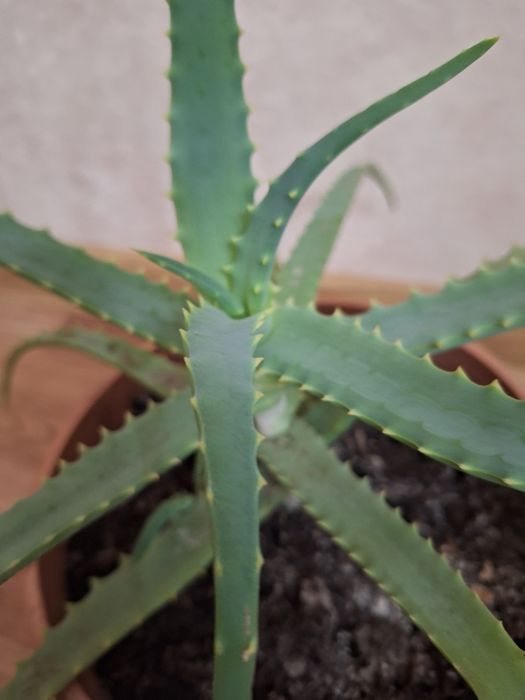 Алоэ - столетник лекарственный