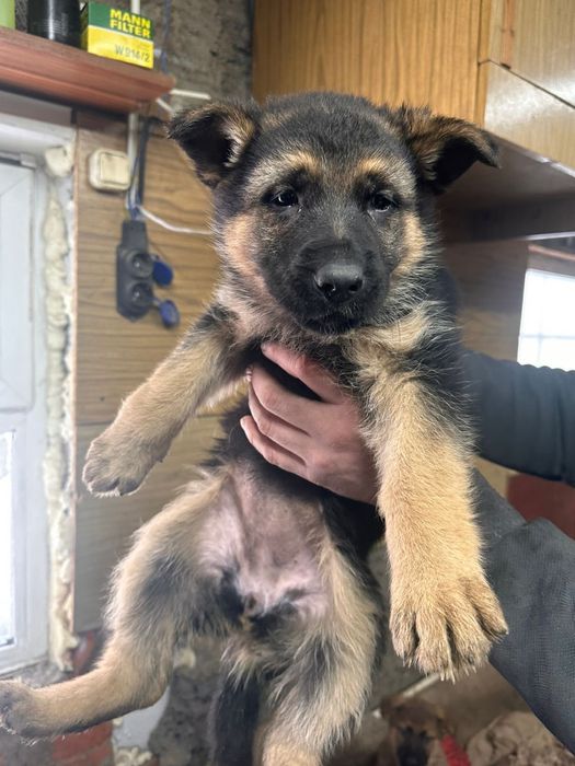 Щенки немецкой овчарки