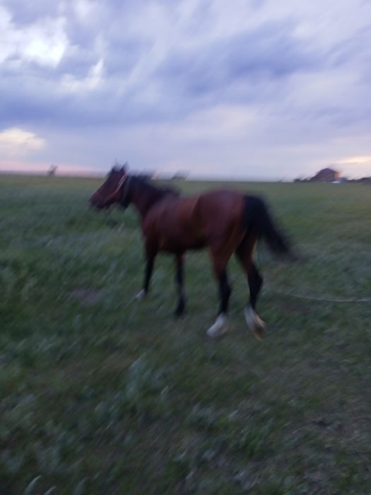Продам жеребец 5 летка