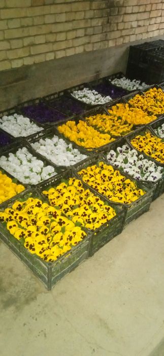 Kapalak viola sotiladi