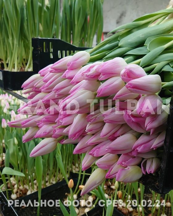 Тюльпаны по ОПТОВОЙ цене(в пачках)