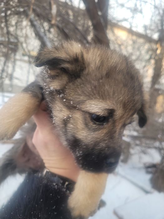 Девочки ищят дом