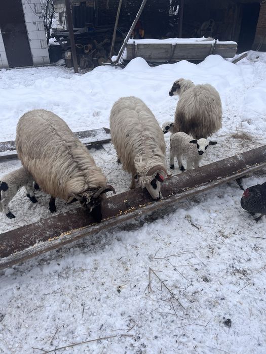 Se ofera spre vanzare oi