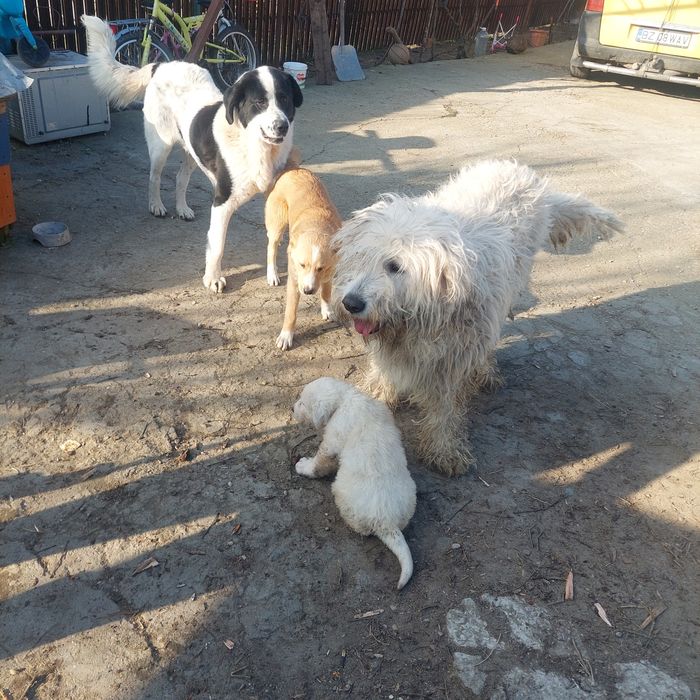 Vând 1 mascul ciobănesc