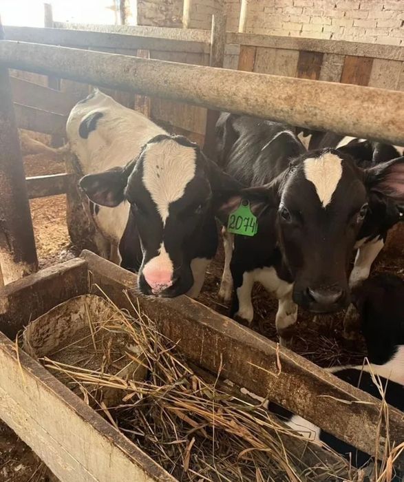 Гольштейн бұқаларының бычки бұзаулары