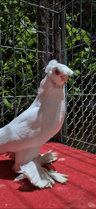 Голуб гулбадаммм