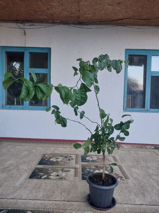 Продам цветы красивые