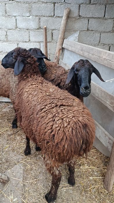 Қўйлар сотилади ҳаммаси ёш