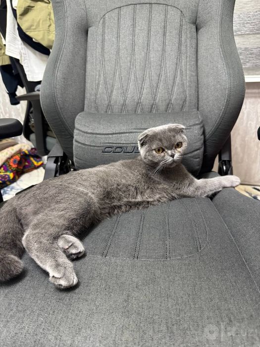 Продаётся Котёнок
