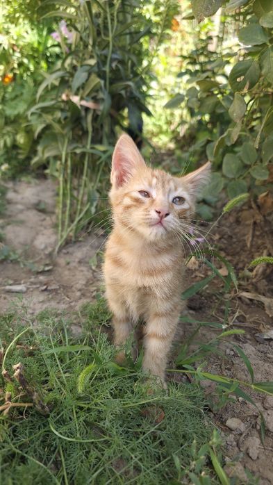 Породистые котята домашние