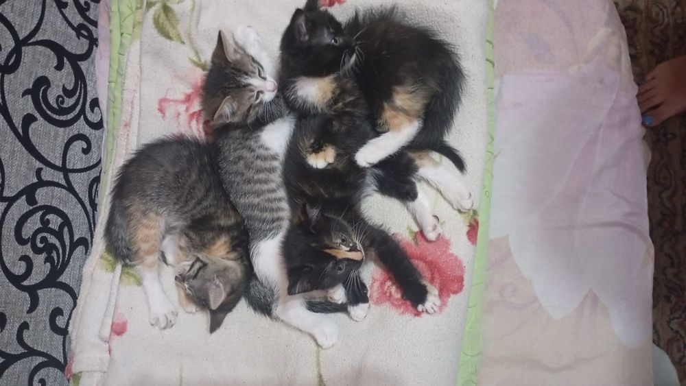 Отдам котят в хорошие руки
