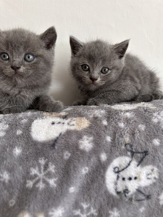 Продам породистых котят