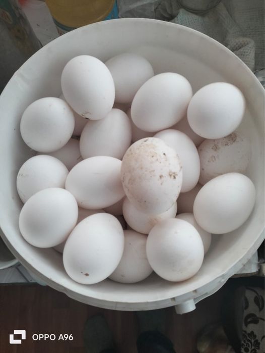 Продадим курей несушек