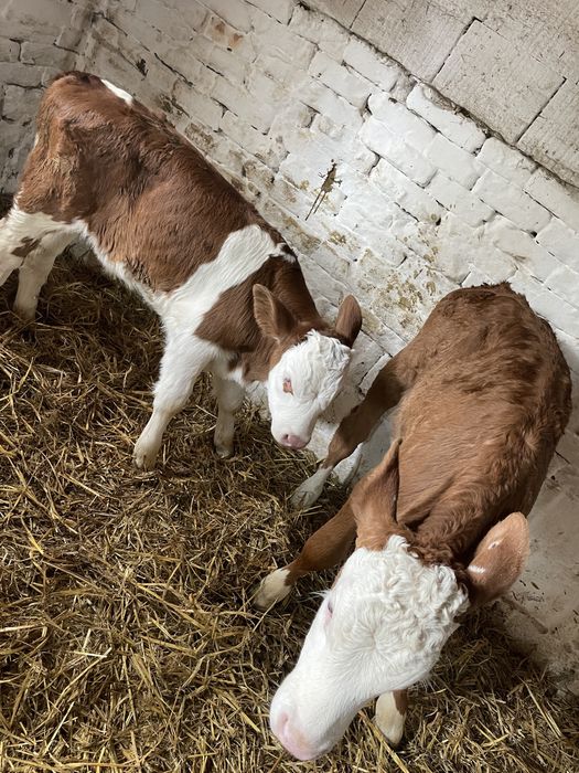 Vitei intarcati de vanzare