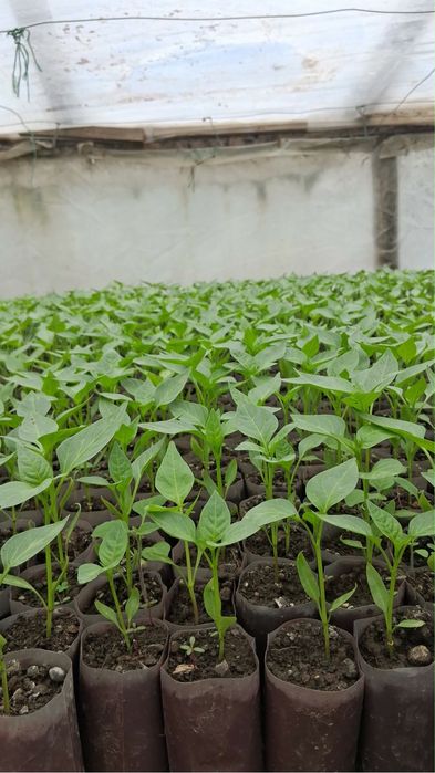 Rasaduri legume si rosii