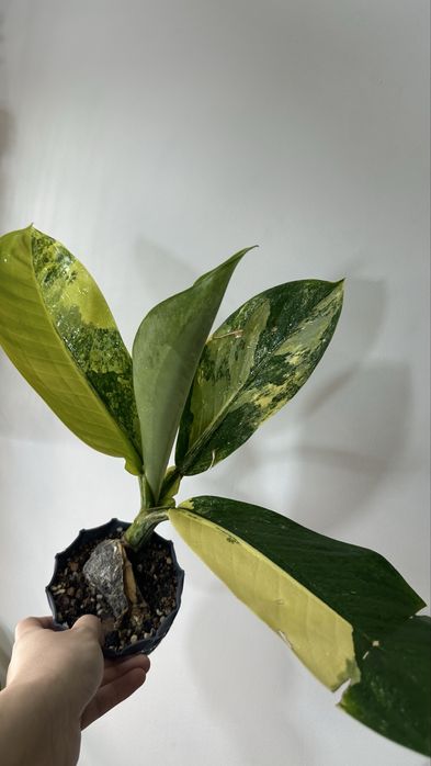 Продажа комнатных растений