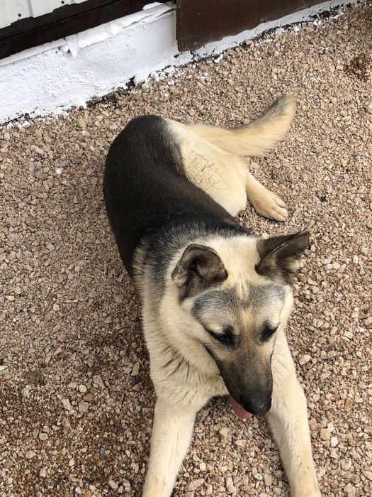 Вязка ВЕО. Чистокроный