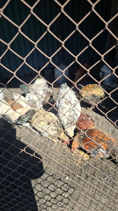 Продам молодых курей