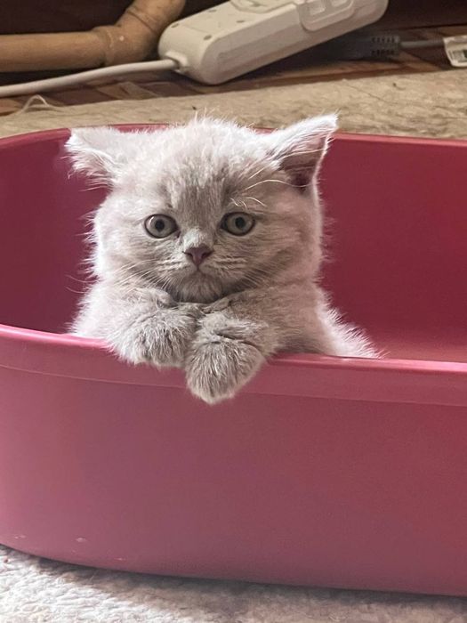 Британский котёнок