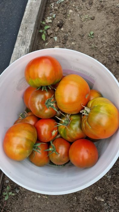 Продам помидоры свежие.