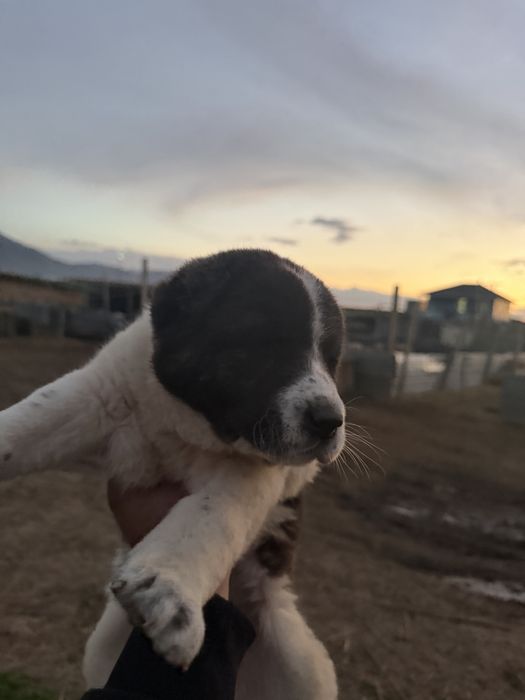 Щенок девочка алабай