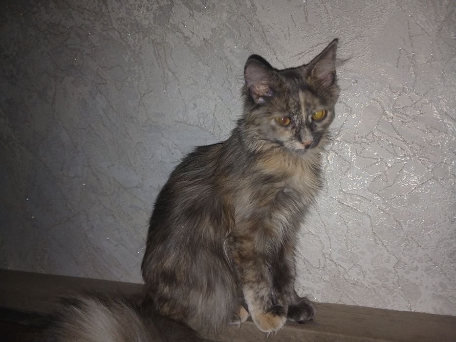 Потерялась кошечка