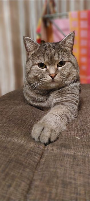 Отдам кота в добрые руки