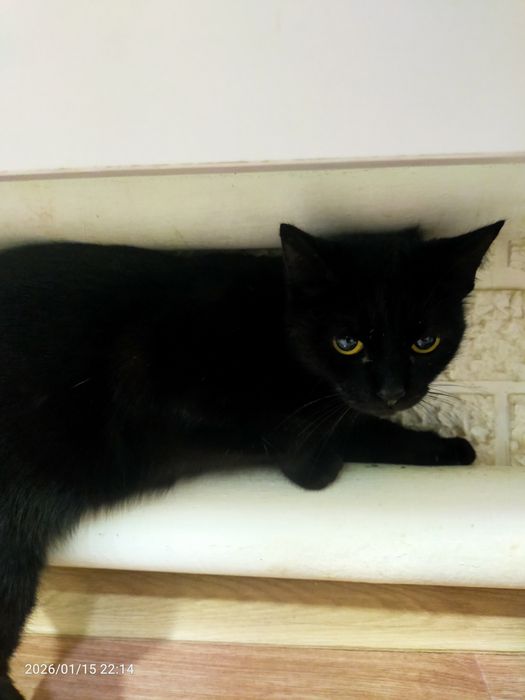 Срочно нужен дом