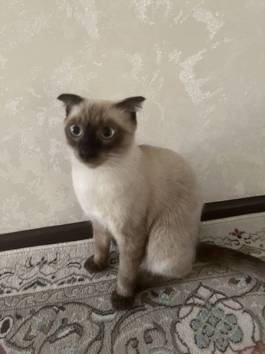 Продается кошка сиамская