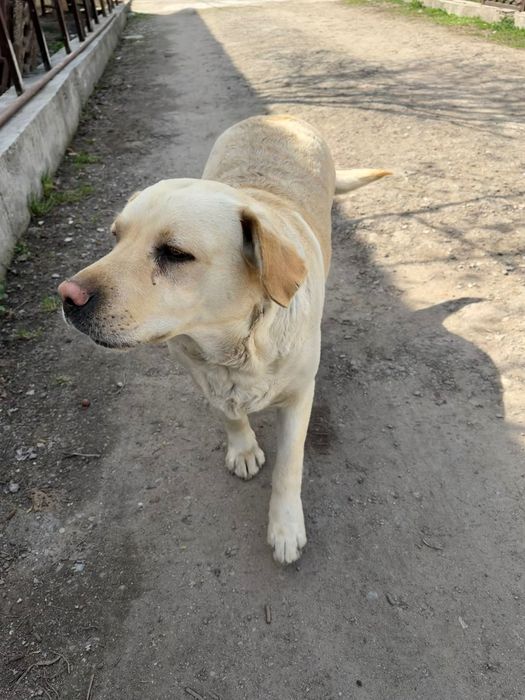 Продаю Лабрадора