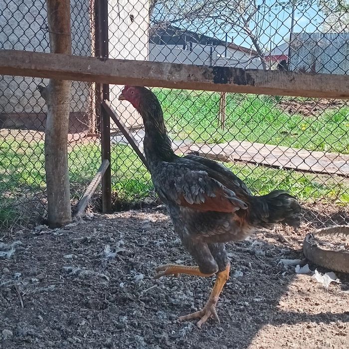 Дакан бойцовски 6 месецов