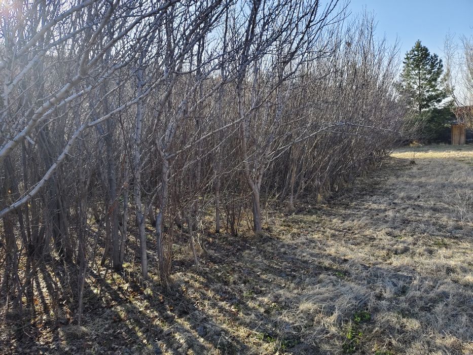 Продам саженцы яблонь