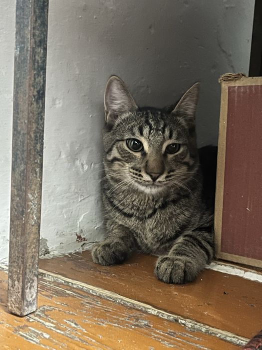 Мысык тегін, Кот бесплатно