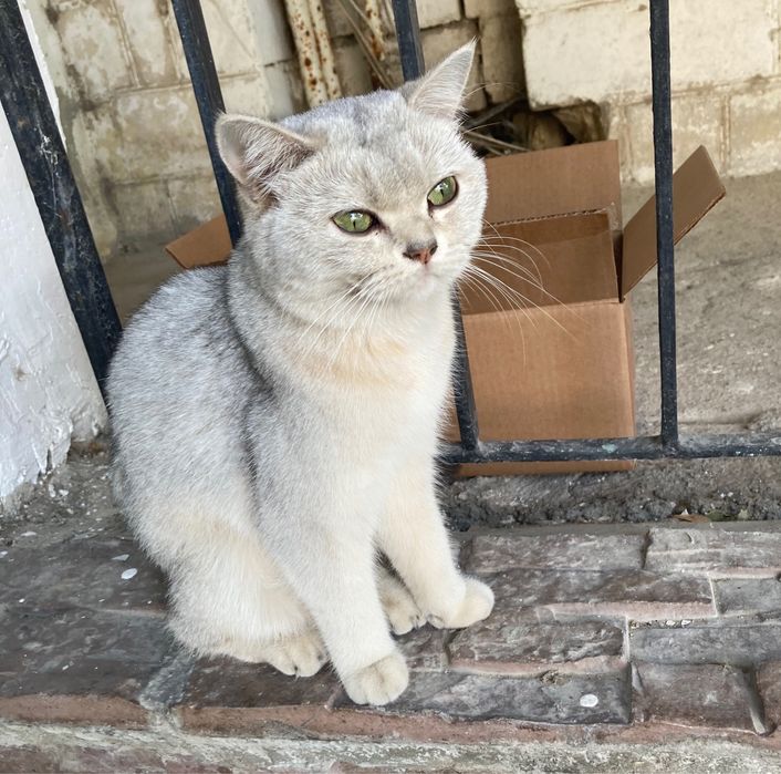 Ищу дом для кошечки