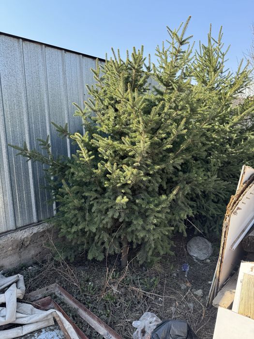 Елка 3 шт в наличий