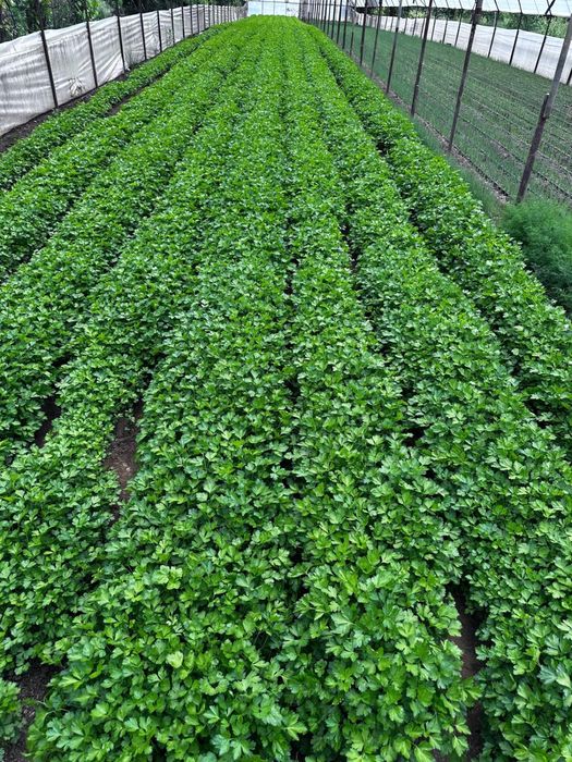 Vand patrunjel verde vrac