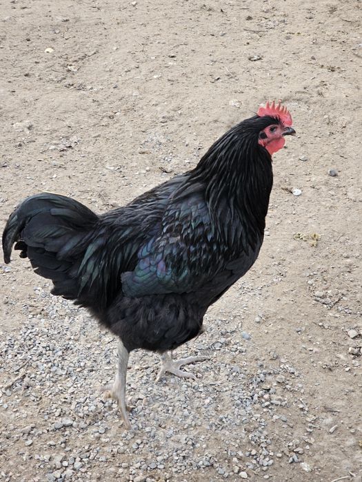 Инкубацияга тухум сотилади.