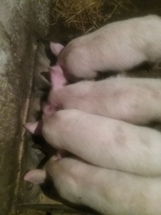 Продам поросят..