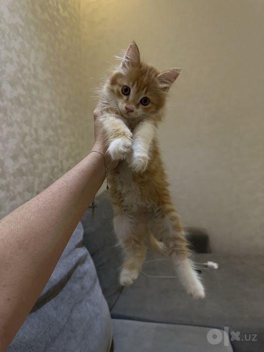Отдам упитанных котят