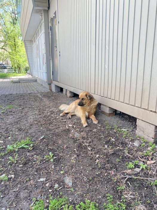 Песик ищет хороший дом