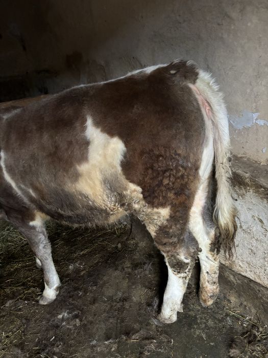 De vanzare vitica 5 luni