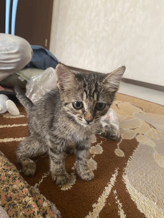 Одам в хорошие руки